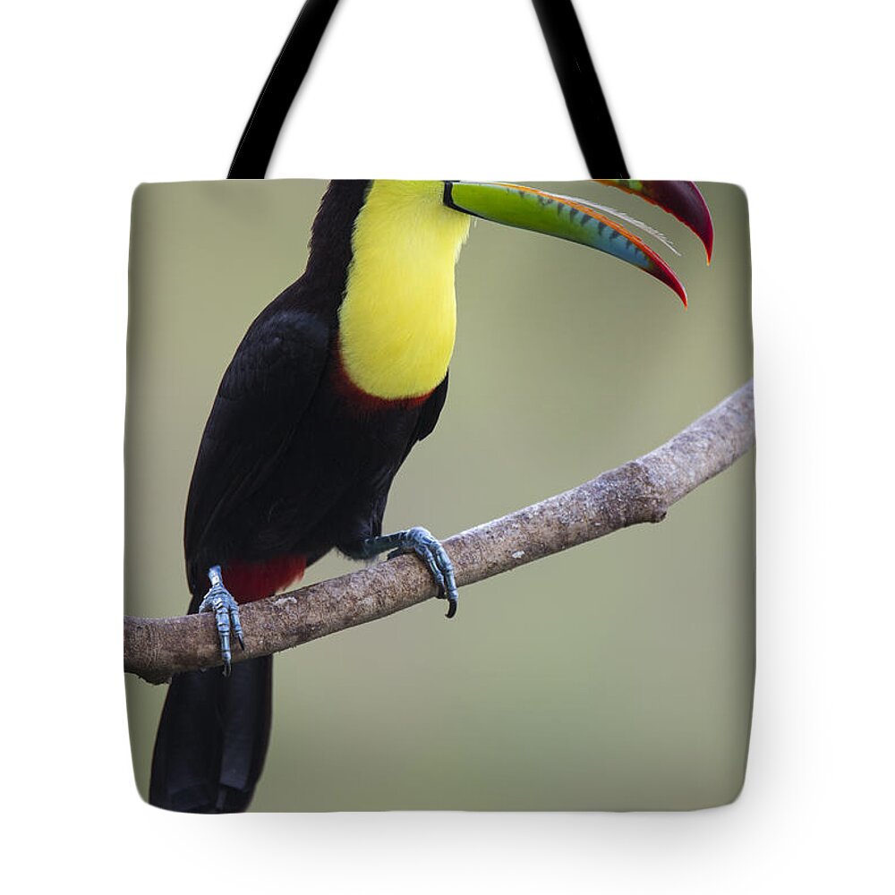 Feb0514 Tote Bag featuring the photograph Keel-billed Toucan Costa Rica by Suzi Eszterhas