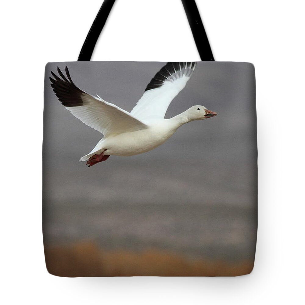 Goose Tote Bag featuring the photograph Keep flying Goose by Ruth Jolly