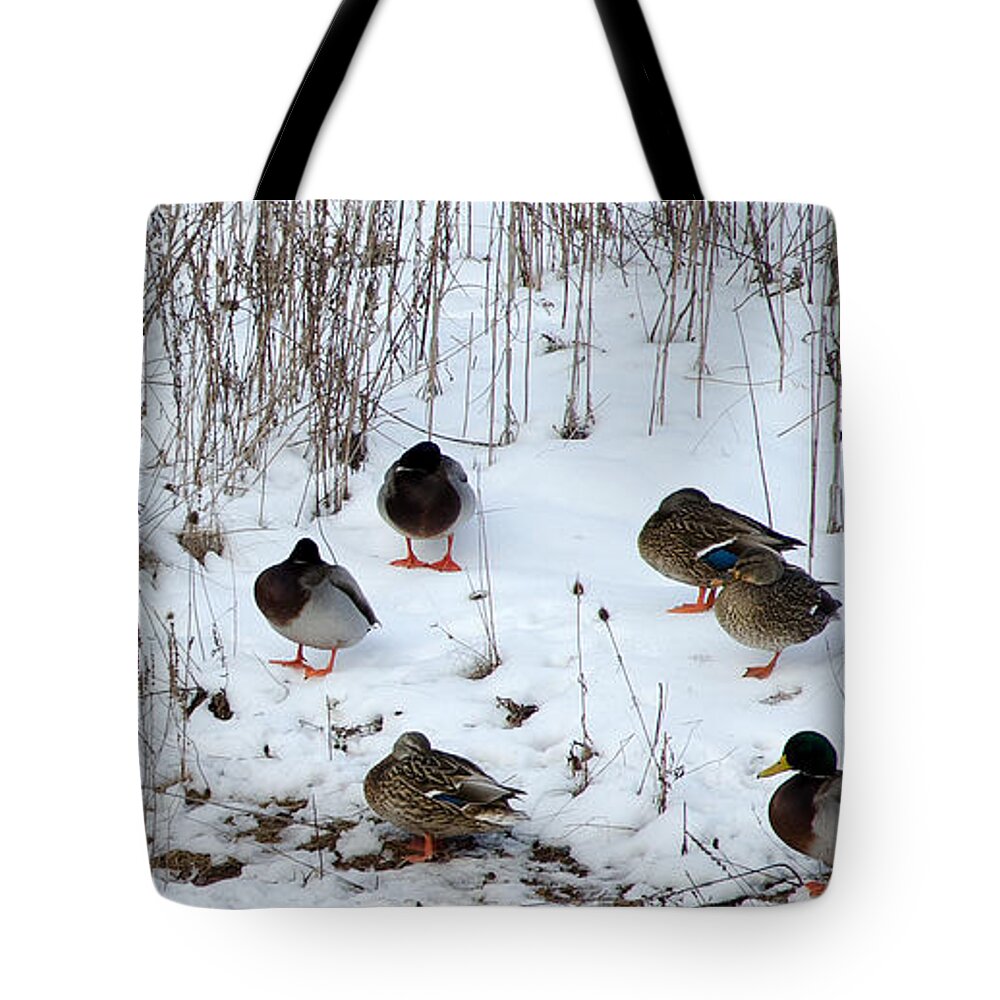 Mallard Tote Bag featuring the photograph Keeping Warm by Laurel Best