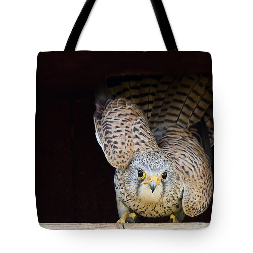 Kestrel Tote Bag featuring the photograph Kestrel ready to go by Torbjorn Swenelius