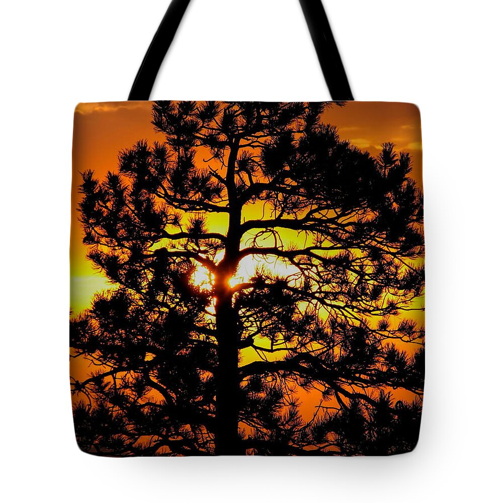 Sunrise Tote Bag featuring the photograph Keystone Pine by Dale Kauzlaric