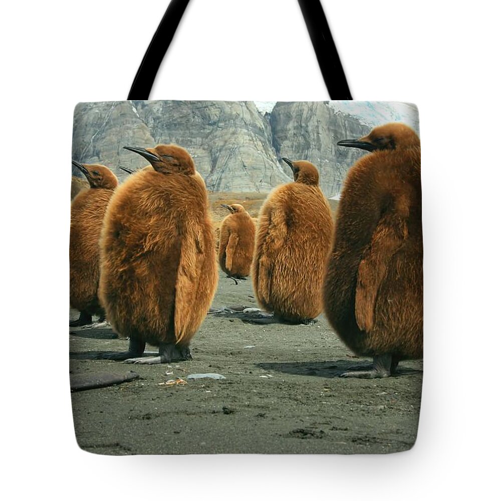 King Penguin Chicks Tote Bag featuring the photograph King Penguin Chicks by Amanda Stadther