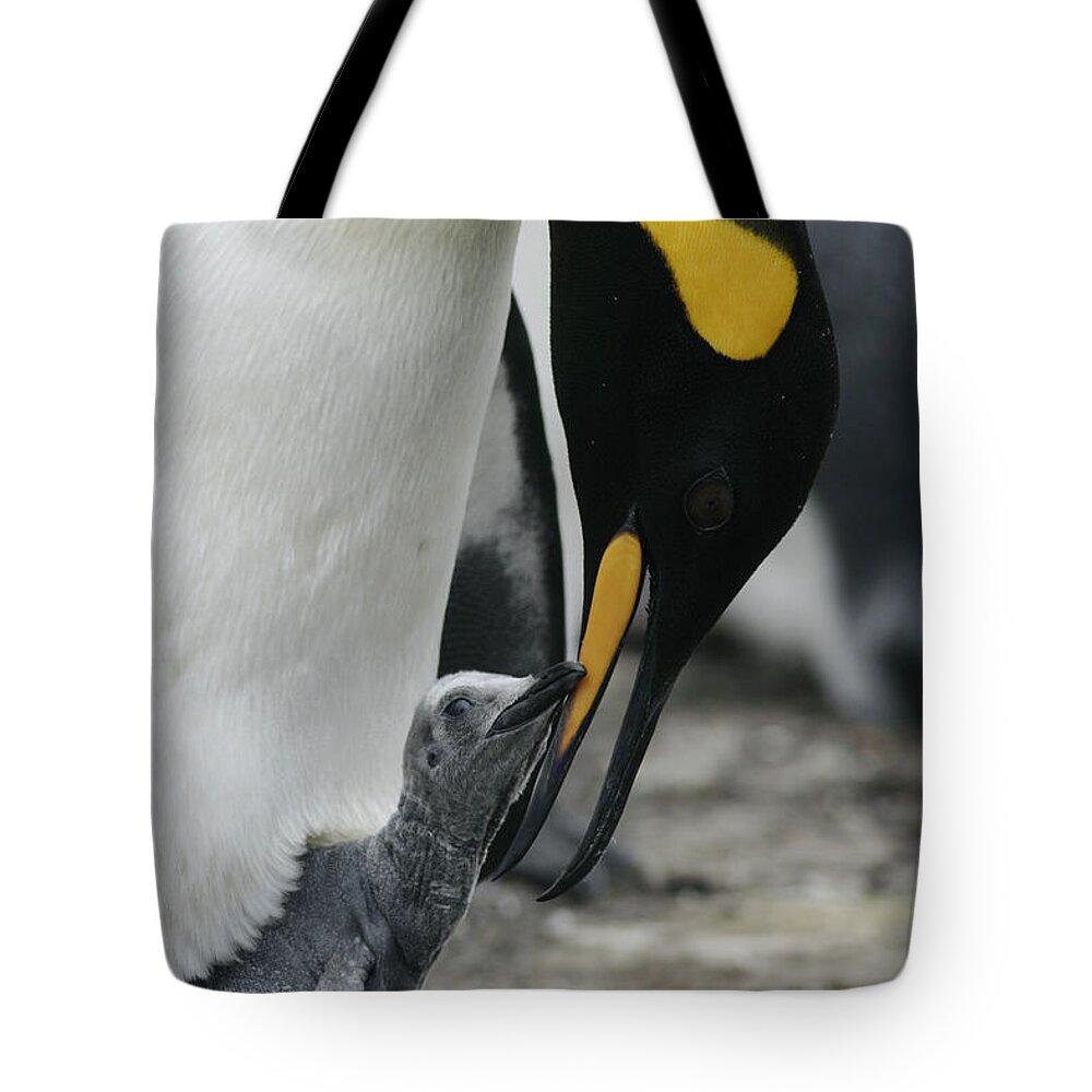 Feb0514 Tote Bag featuring the photograph King Penguin Feeding Chick Falklands by Hiroya Minakuchi