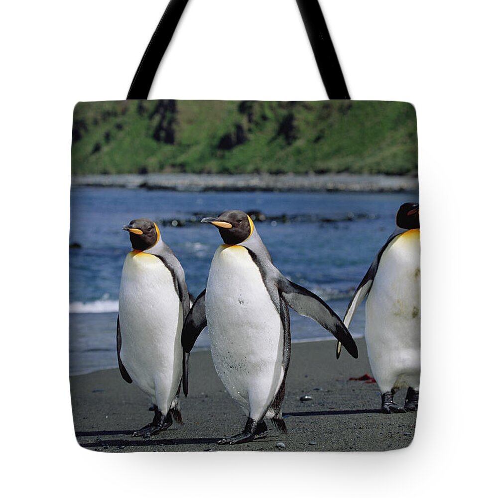 Feb0514 Tote Bag featuring the photograph King Penguin Trio On Shoreline by Konrad Wothe