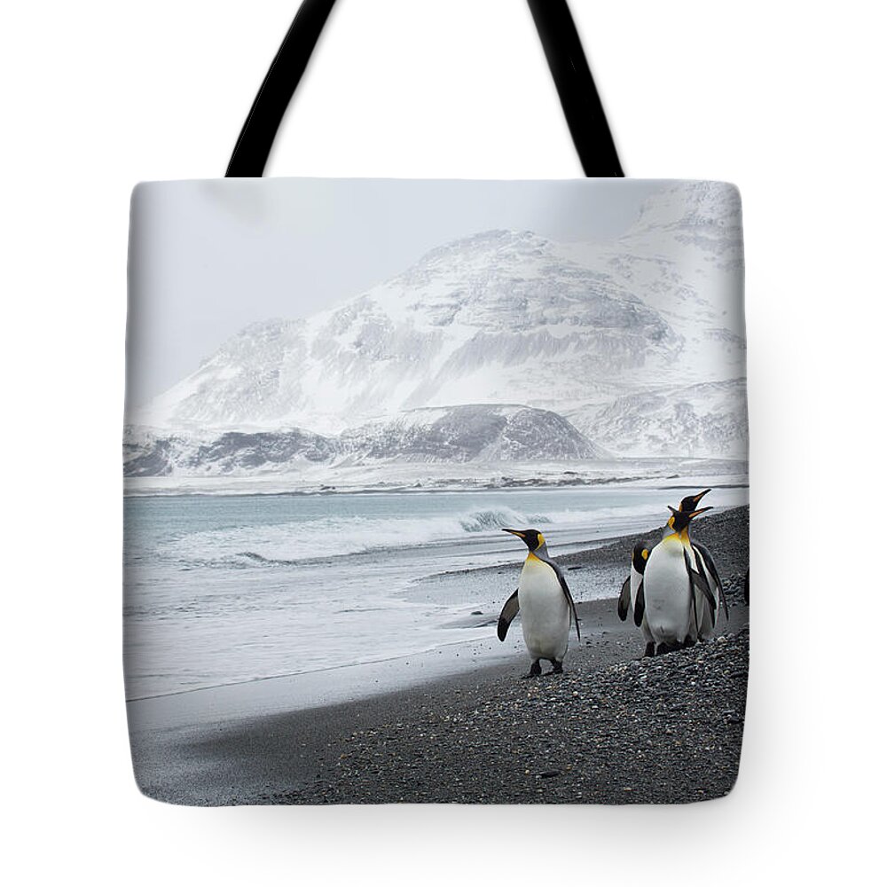 Water's Edge Tote Bag featuring the photograph King Penguins In Landscape Salisbury by Darrell Gulin