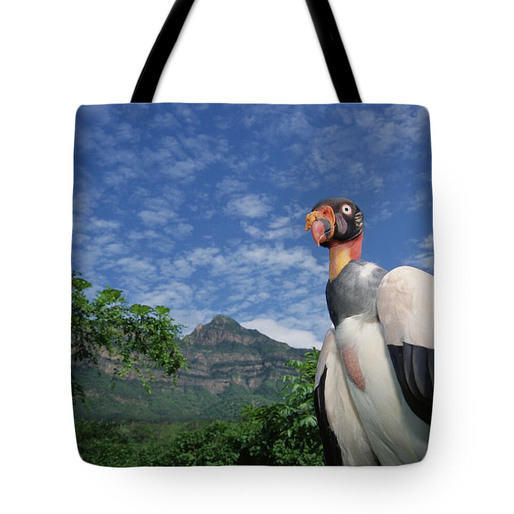Feb0514 Tote Bag featuring the photograph King Vulture Cerro Chaparri Peru by Tui De Roy