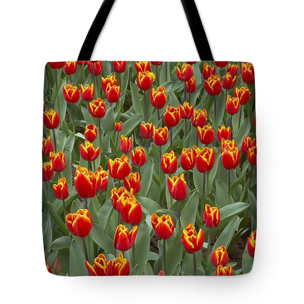 Flpa Tote Bag featuring the photograph Kings Cloak Tulips Keukenhof Gardens by Bill Coster