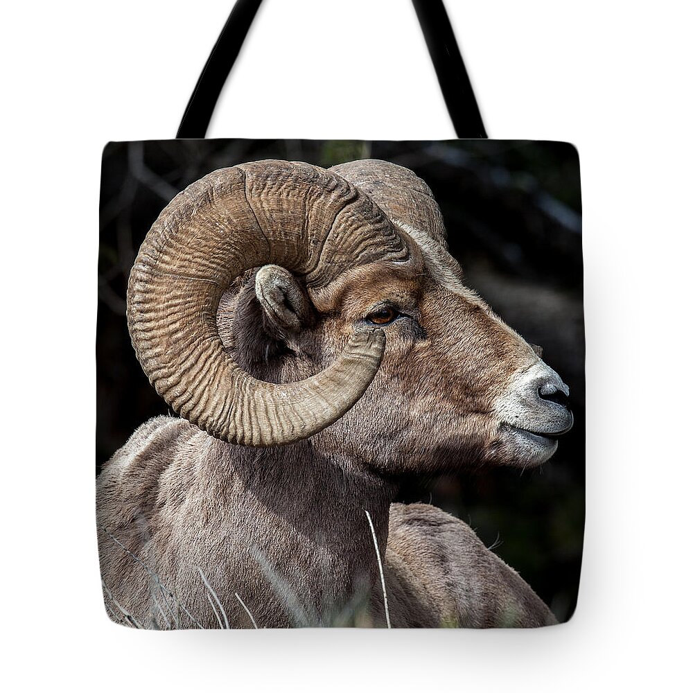 Big Horn Sheep Tote Bag featuring the photograph Kings Pose by Kevin Dietrich