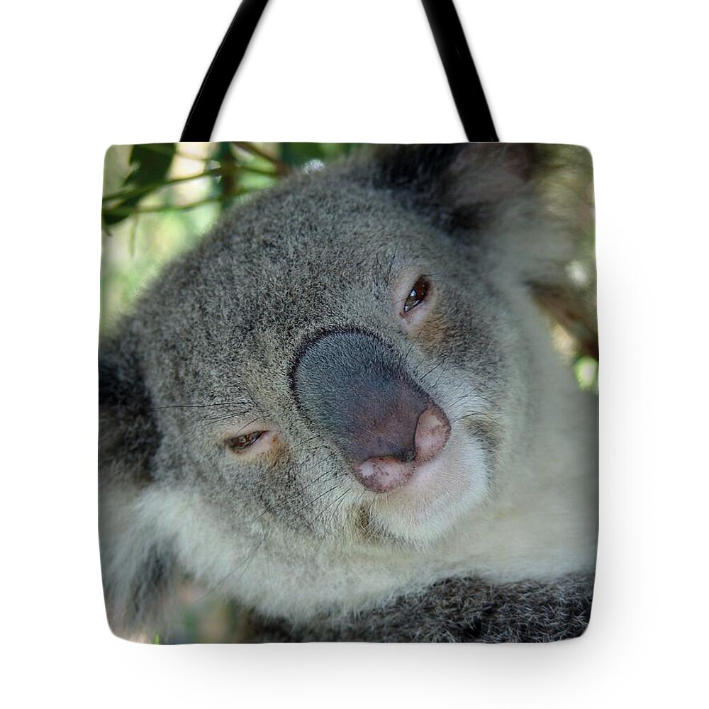 Koala Tote Bag featuring the photograph Koala Bear Face - Front Profile - Australia by Ian McAdie