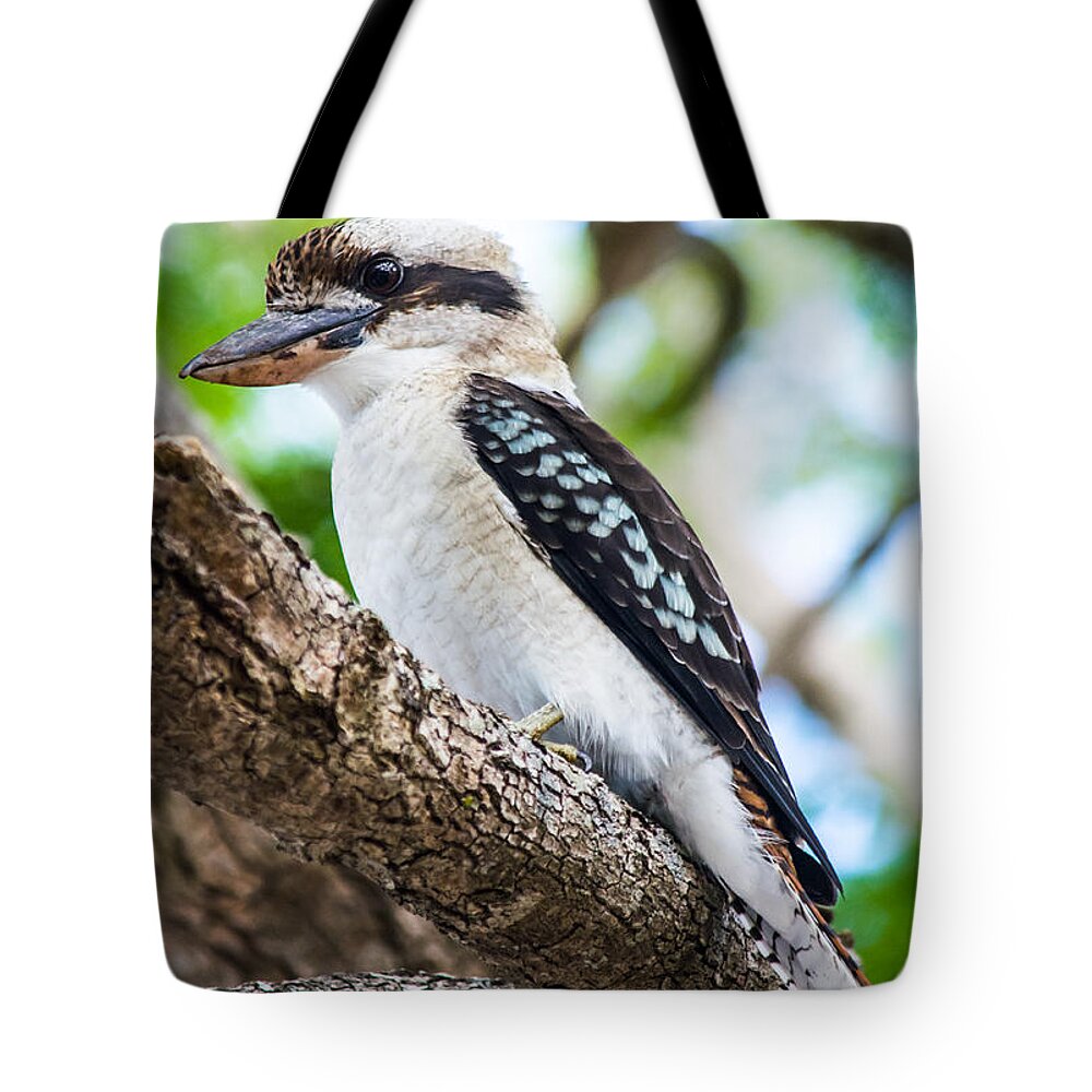 Kookaburra Tote Bag featuring the photograph Kookaburra by Parker Cunningham