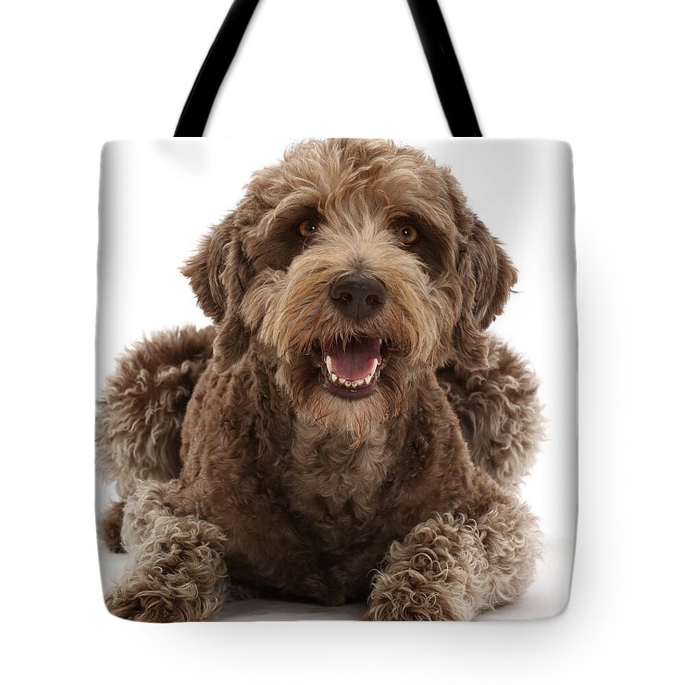 Animals Tote Bag featuring the photograph Labradoodle Lying With Head by Mark Taylor