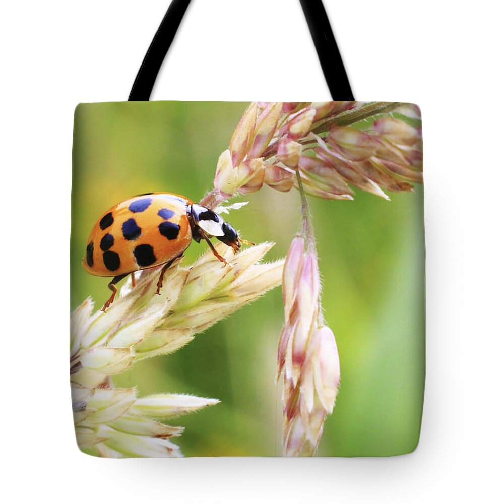Ladybug Tote Bag featuring the photograph Lady Bug on a Warm Summer Day by Andrew Pacheco
