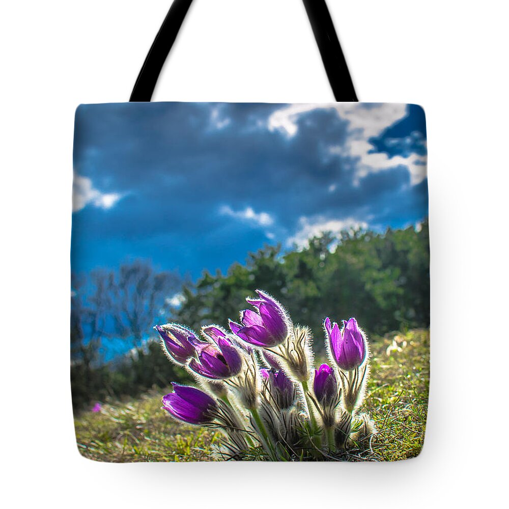 Flower Tote Bag featuring the photograph Lady Of The Snows In The First Sunlight by Andreas Berthold