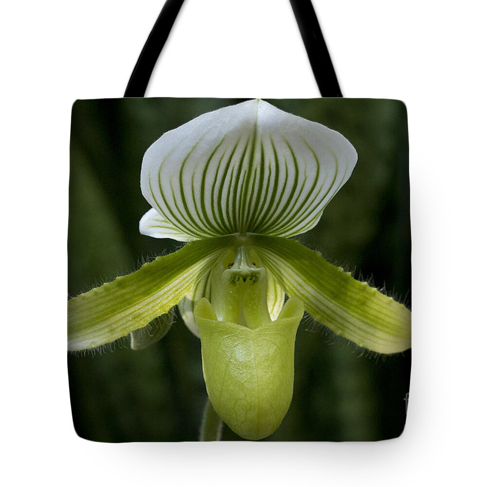 Lady Slipper Tote Bag featuring the photograph Lady Slipper Orchid by Meg Rousher