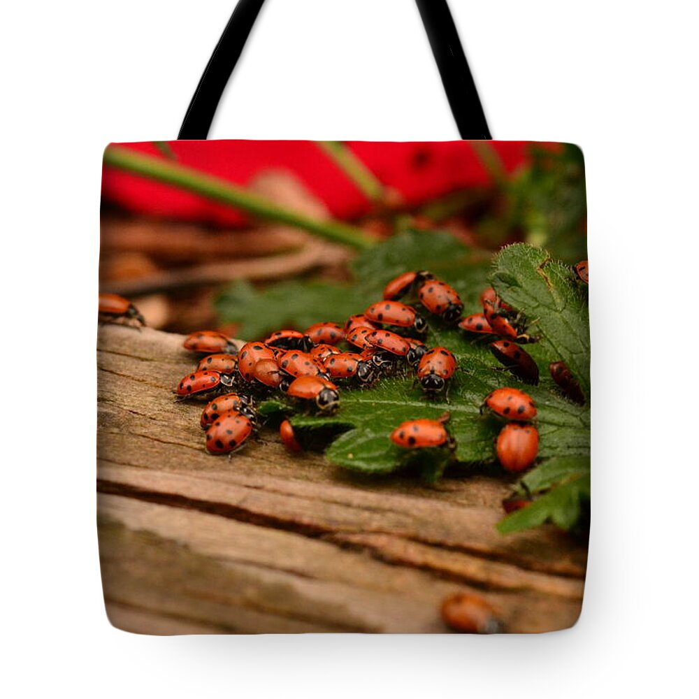Large Congregation Of Ladybugs - Large Group Of Ladybugs- Ladybug Group- Red Bugs- Lady Beatles- Red Bugs On Green Leaves- Vibrant Hot Colors Of Bugs- Ladybug Art(art-photography Images By Rae Ann M. Garrett- Raeann Garrett) Tote Bag featuring the photograph Ladybug Congregation by Rae Ann M Garrett