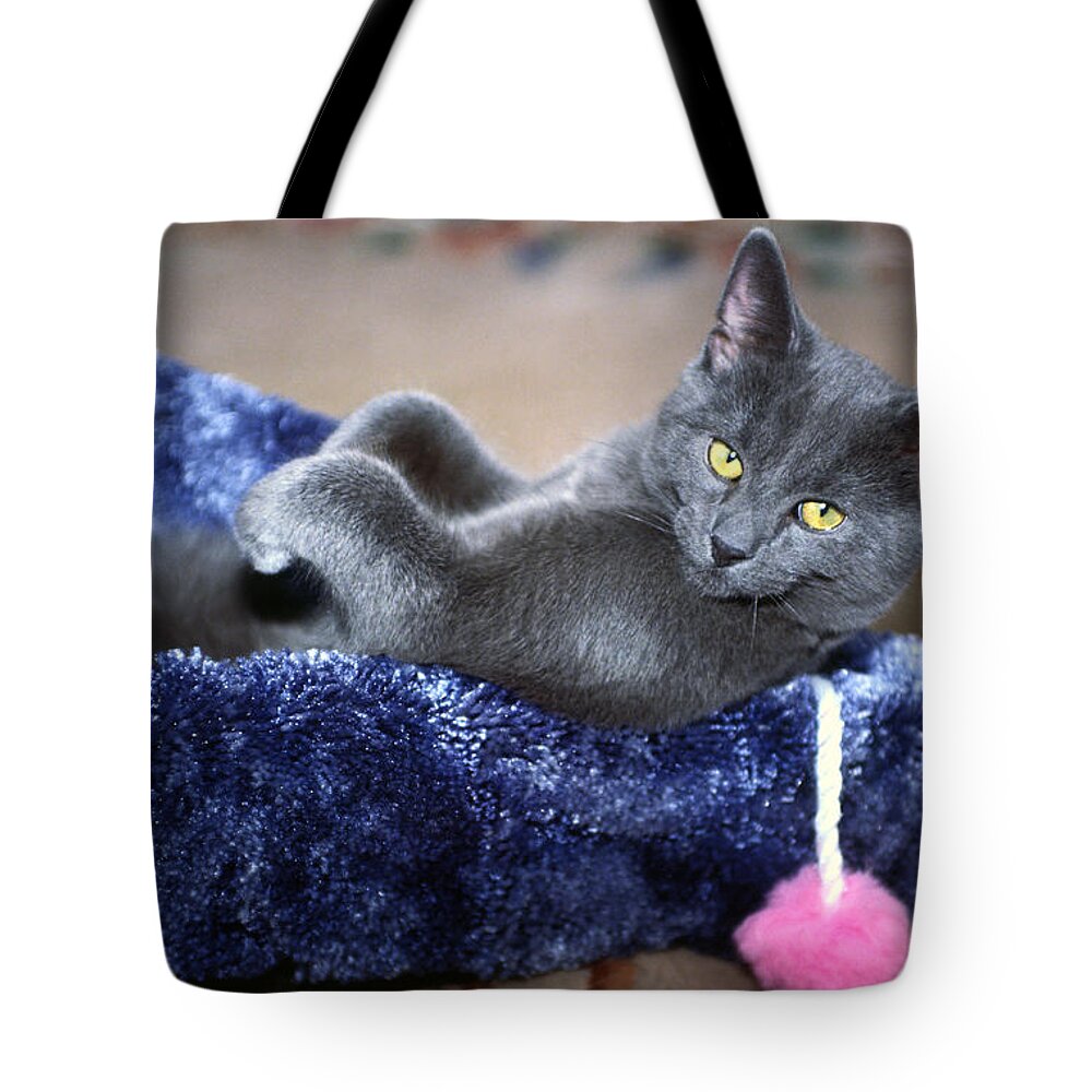 Russian Blue Kitten Lying Back Inside Scratching Post Tote Bag featuring the photograph Laid Back by Sally Weigand