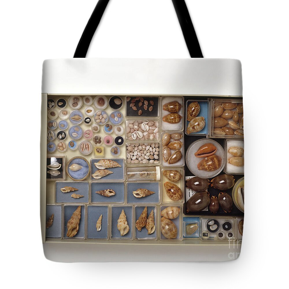 Abundance Tote Bag featuring the photograph Large Collection Of Shells In Drawer by Matthew Ward / Dorling Kindersley
