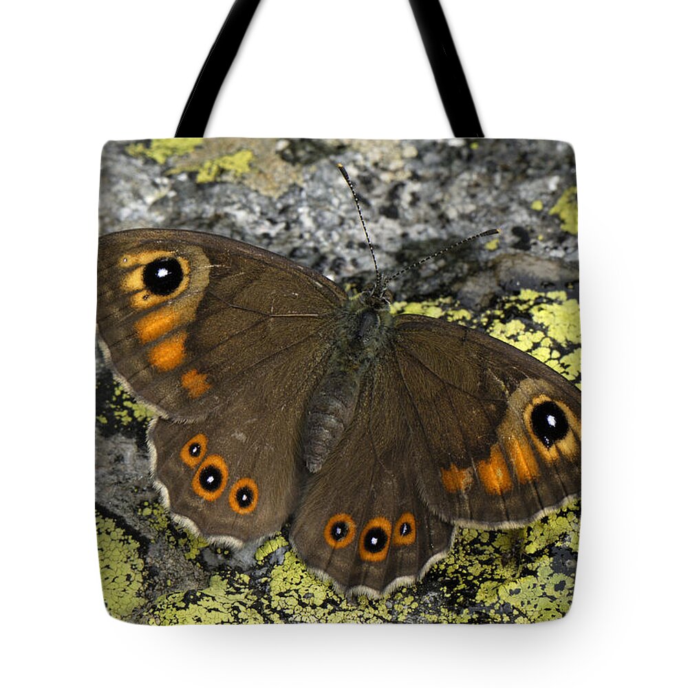 Feb0514 Tote Bag featuring the photograph Large Wall Brown Butterfly Switzerland by Thomas Marent