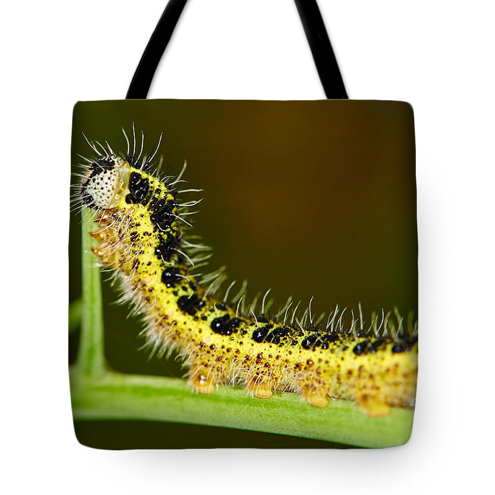 Large Tote Bag featuring the photograph Large White Caterpillar by Nick Biemans