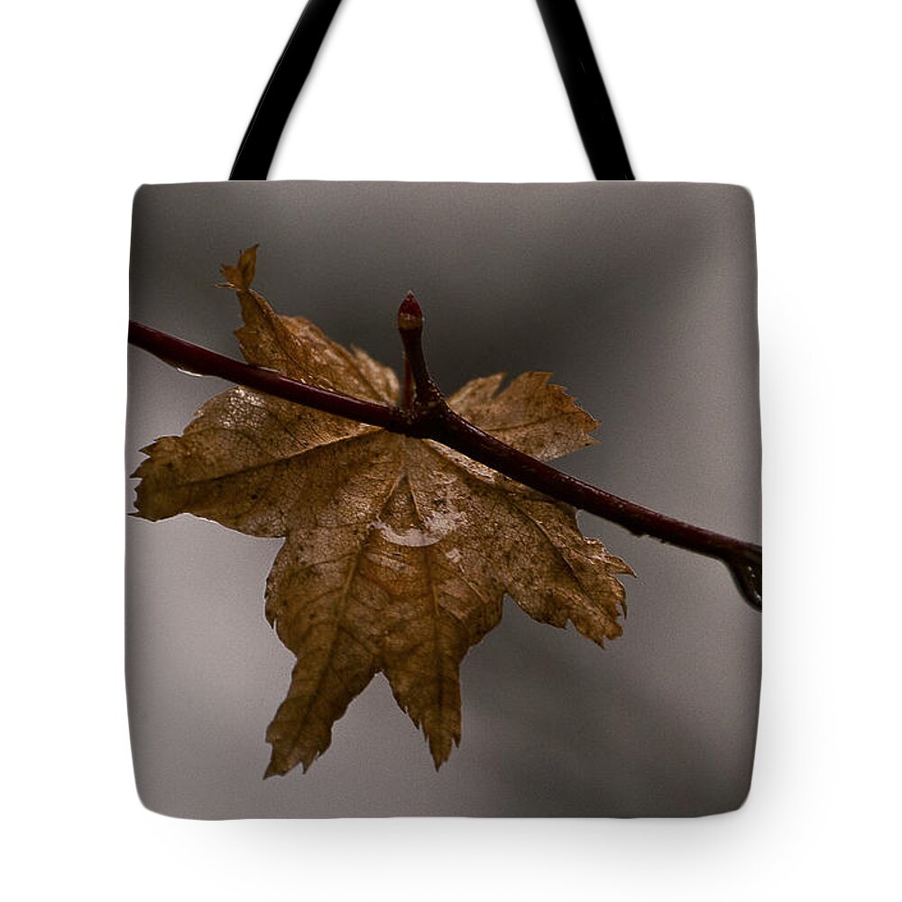Winter Tote Bag featuring the photograph Last Hold Out by Ron Roberts