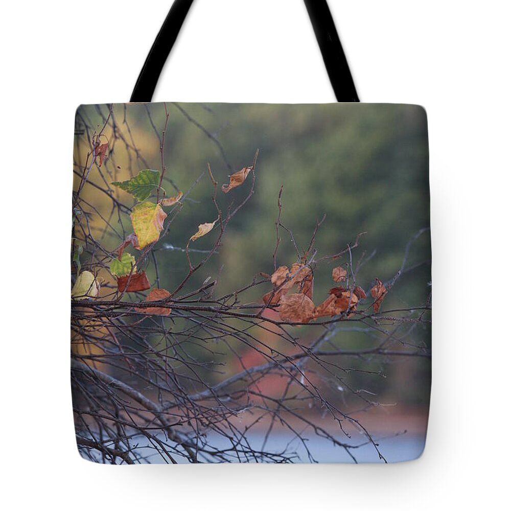 Birch Tote Bag featuring the photograph Last Leaves by Vadim Levin
