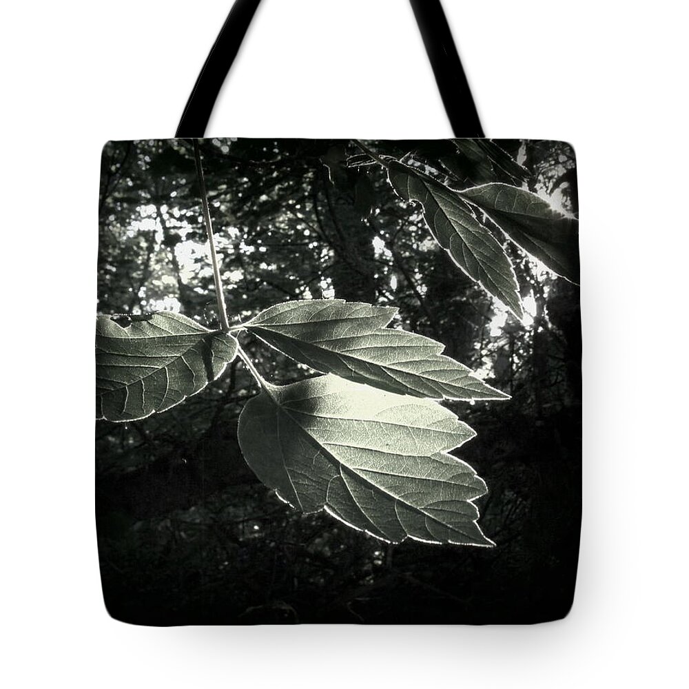 Leaves Tote Bag featuring the photograph Last Rays II by Jessica Myscofski
