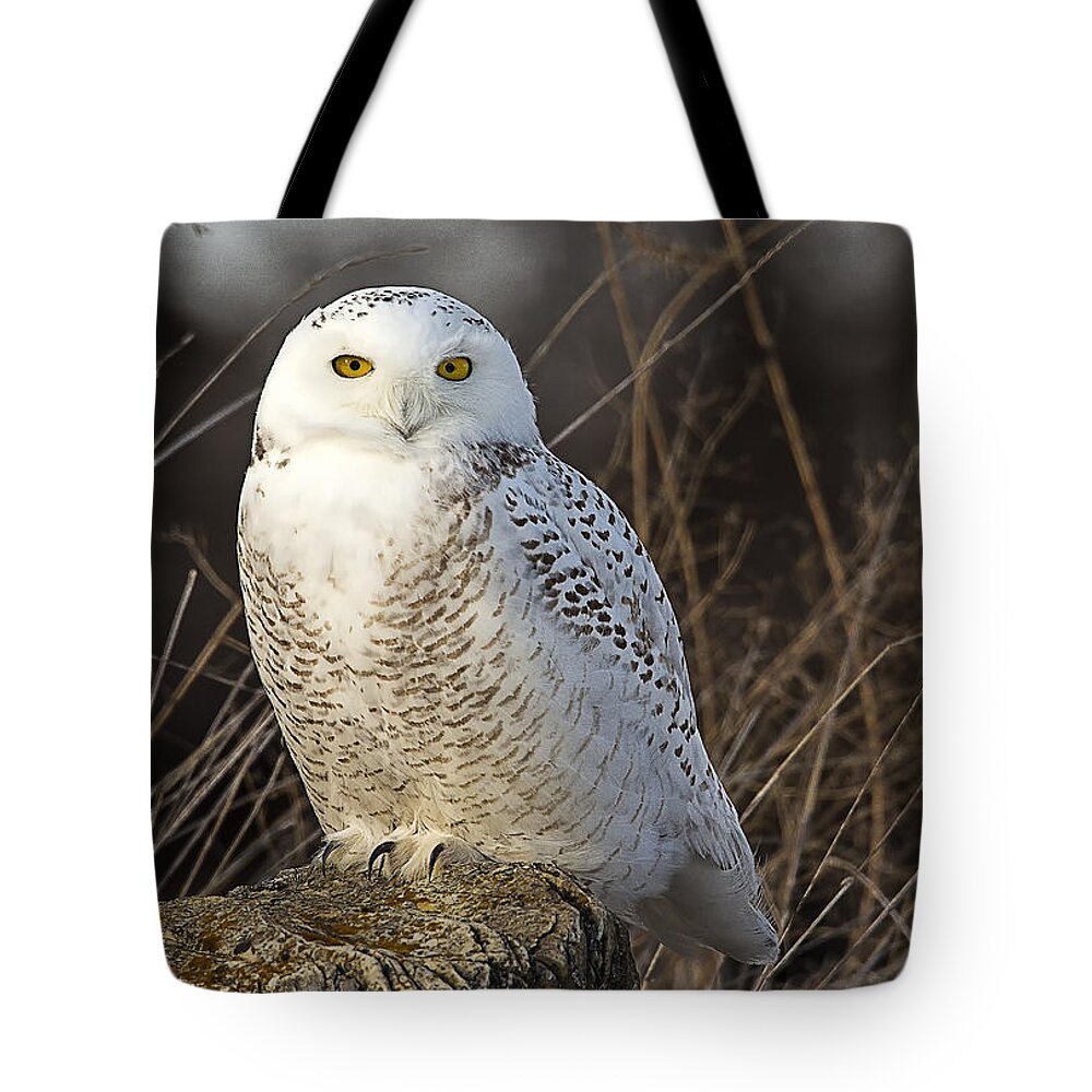 Snowy Owl Tote Bag featuring the photograph Late Season Snowy Owl by John Vose