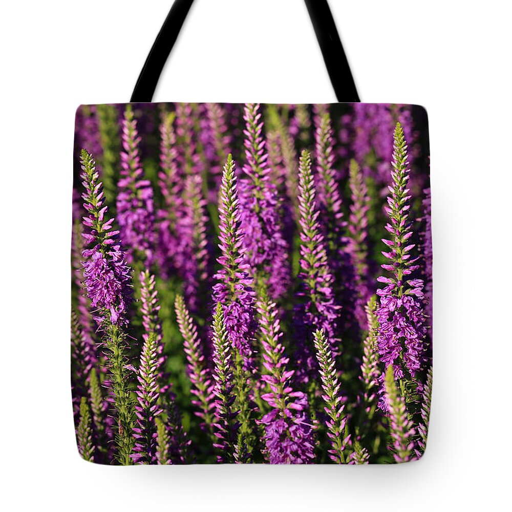 Lavender Hues Tote Bag featuring the photograph Lavender Hues by Rachel Cohen