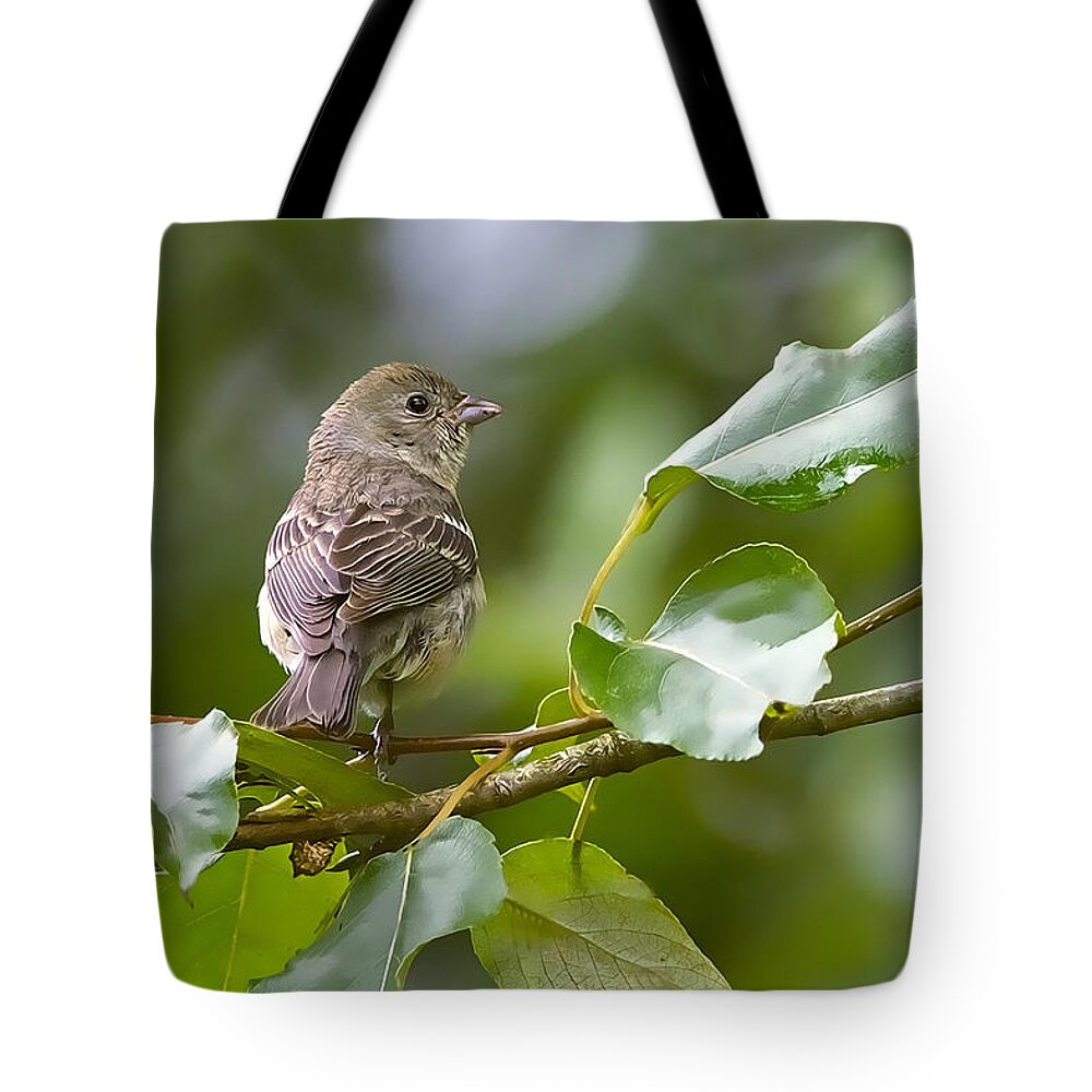 Lazuli Bunting Tote Bag featuring the photograph Lazuli Bunting female 2 by Sharon Talson