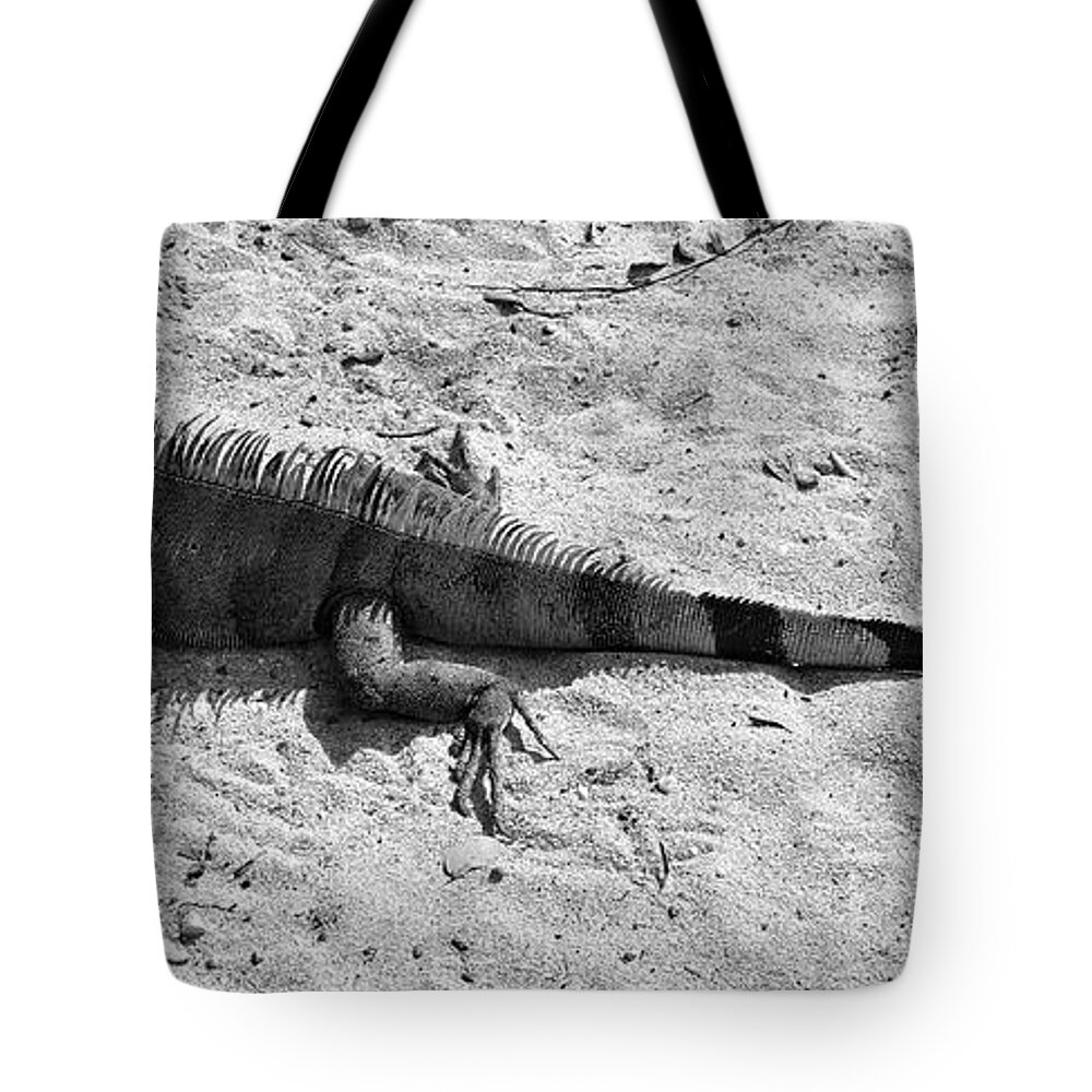 Iguana Tote Bag featuring the photograph Lazy Lizard by Luke Moore