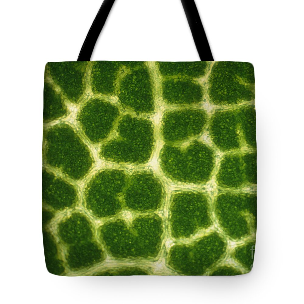 Acer Saccharum Tote Bag featuring the photograph Leaf Veins Of A Sugar Maple Tree by James Bell