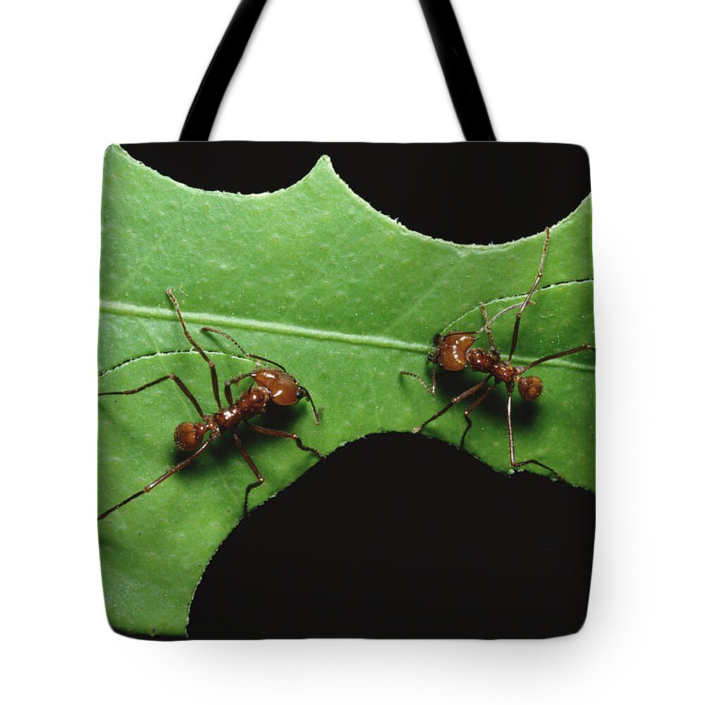 Feb0514 Tote Bag featuring the photograph Leafcutter Ant Pair Cutting Leaf by Konrad Wothe