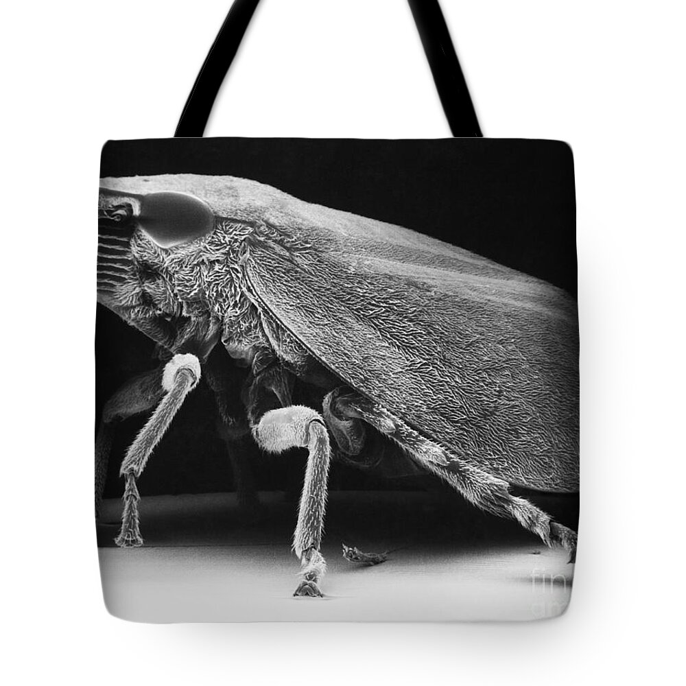 Green And Yellow Sharp-headed Leafhopper Tote Bag featuring the photograph Leafhopper by David M. Phillips
