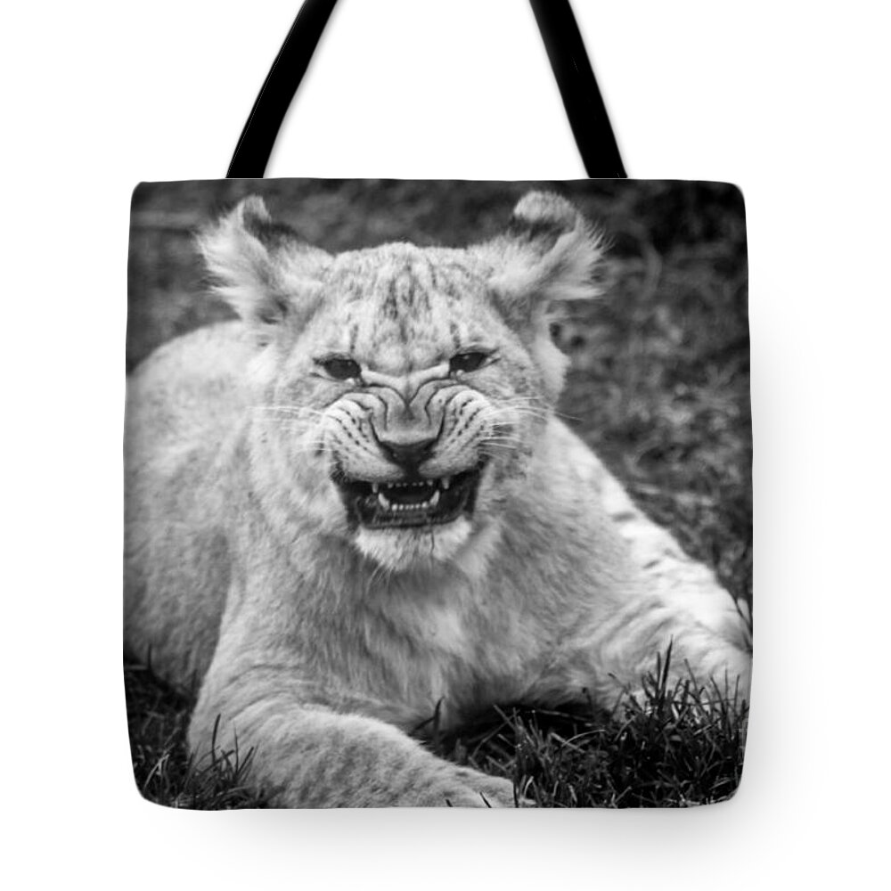 Lion Tote Bag featuring the photograph Learning to Roar by David Rucker