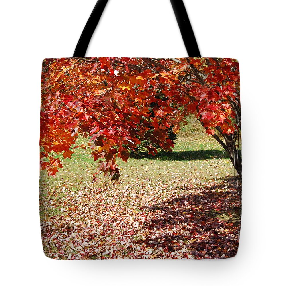 Maple Tree Tote Bag featuring the photograph Leaves Are Falling by Eunice Miller