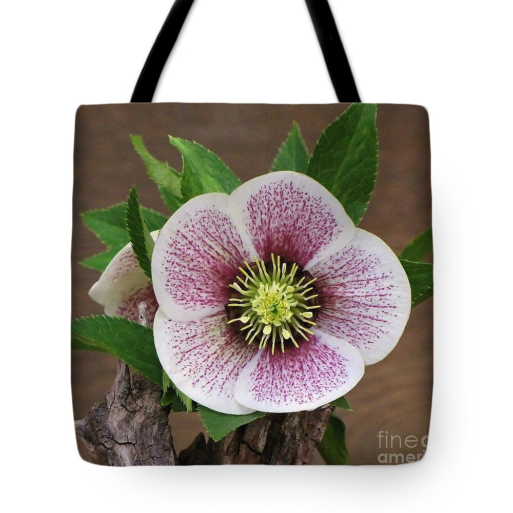 Lenten Rose Tote Bag featuring the photograph Lenten Rose by Michele Penner