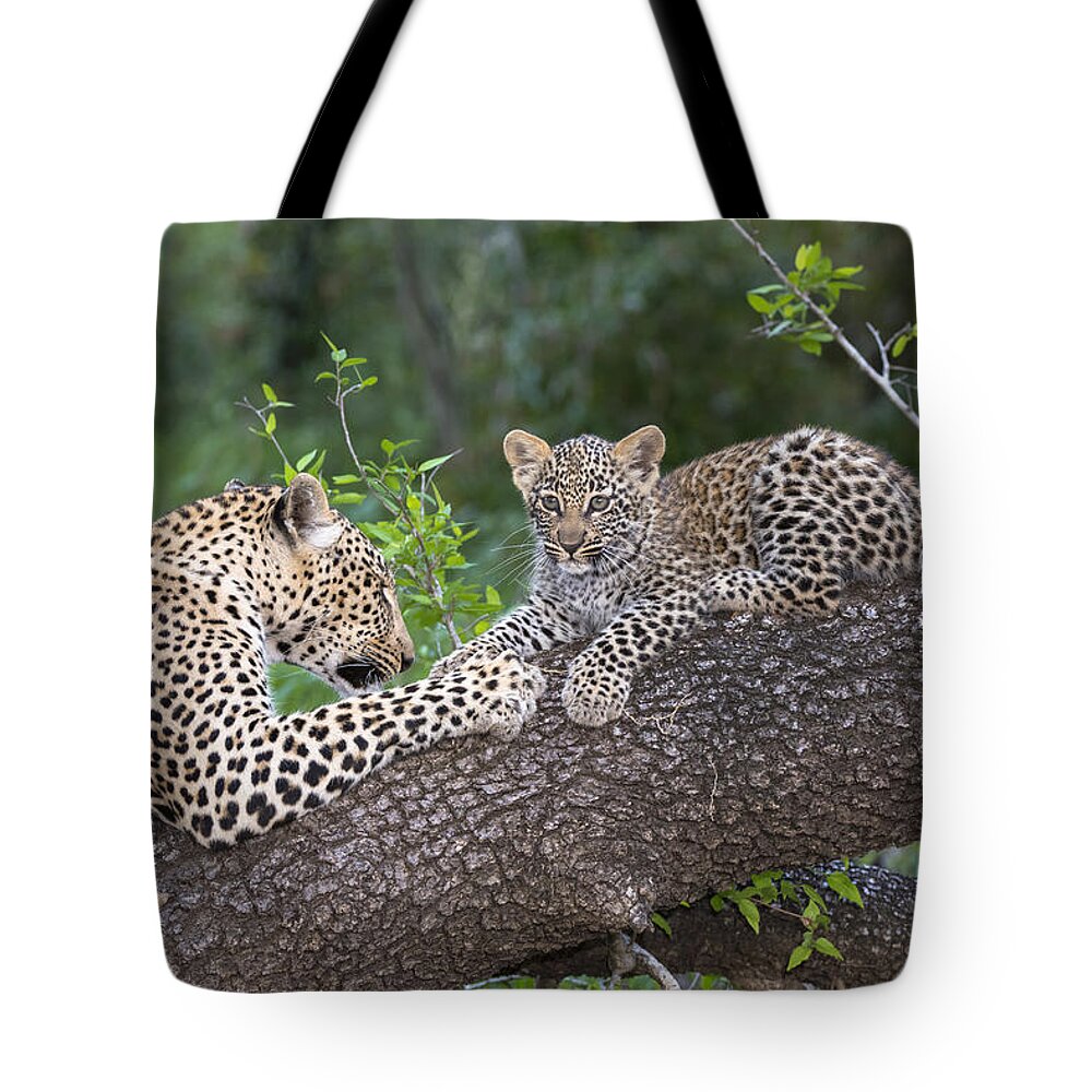 Nis Tote Bag featuring the photograph Leopard And Cub Masai Mara Kenya by Andrew Schoeman
