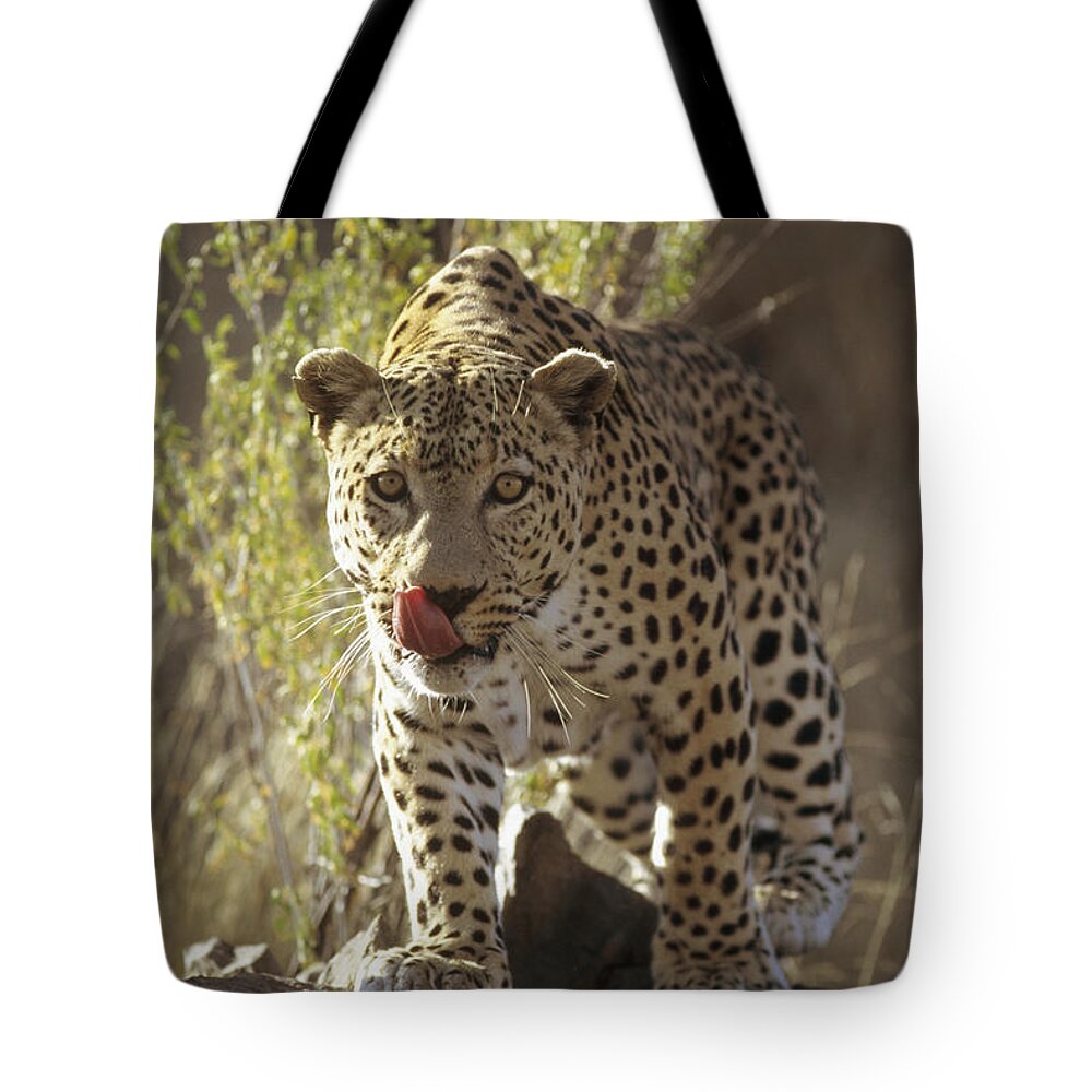 Feb0514 Tote Bag featuring the photograph Leopard Etosha National Park Namibia by Konrad Wothe