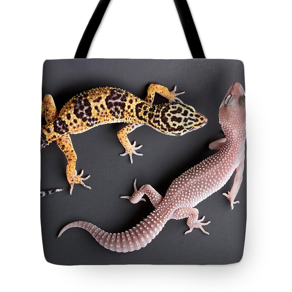 Common Leopard Gecko Tote Bag featuring the photograph Leopard Gecko E. Macularius Collection by David Kenny