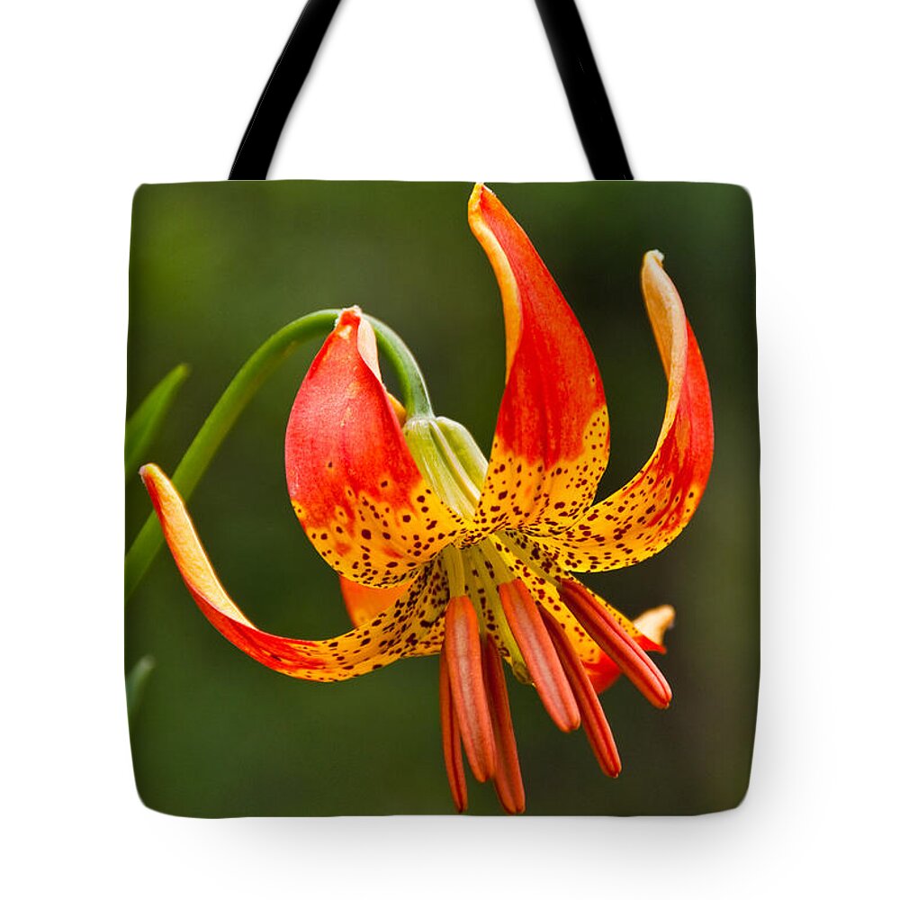 Beauty In Nature Tote Bag featuring the photograph Leopard Lily in Bloom by Jeff Goulden