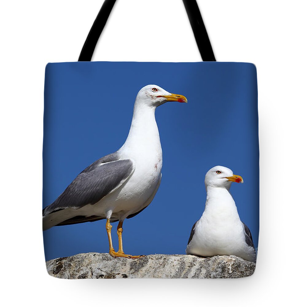 Seagull Tote Bag featuring the photograph Lesser Black-backed Gulls by James Brunker