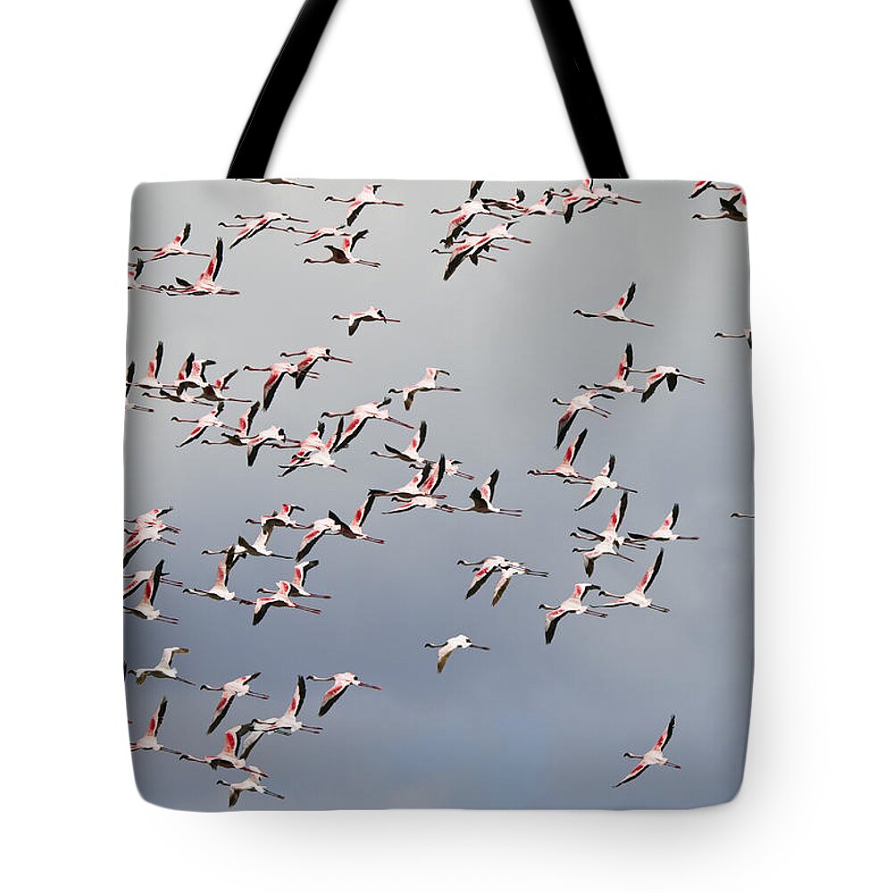 Feb0514 Tote Bag featuring the photograph Lesser Flamingo Flock Flying Tanzania by Konrad Wothe