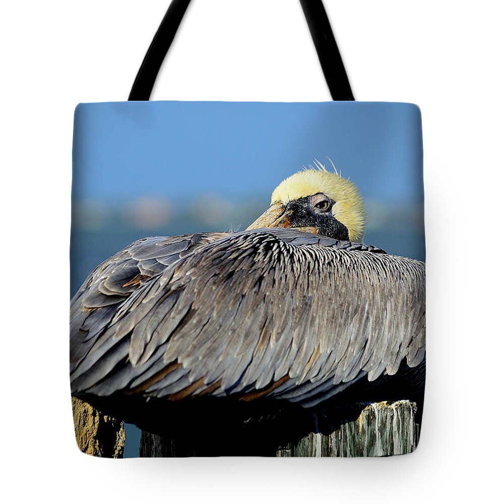 susan Molnar Tote Bag featuring the photograph Let Sleeping Pelicans Lie by Susan Molnar