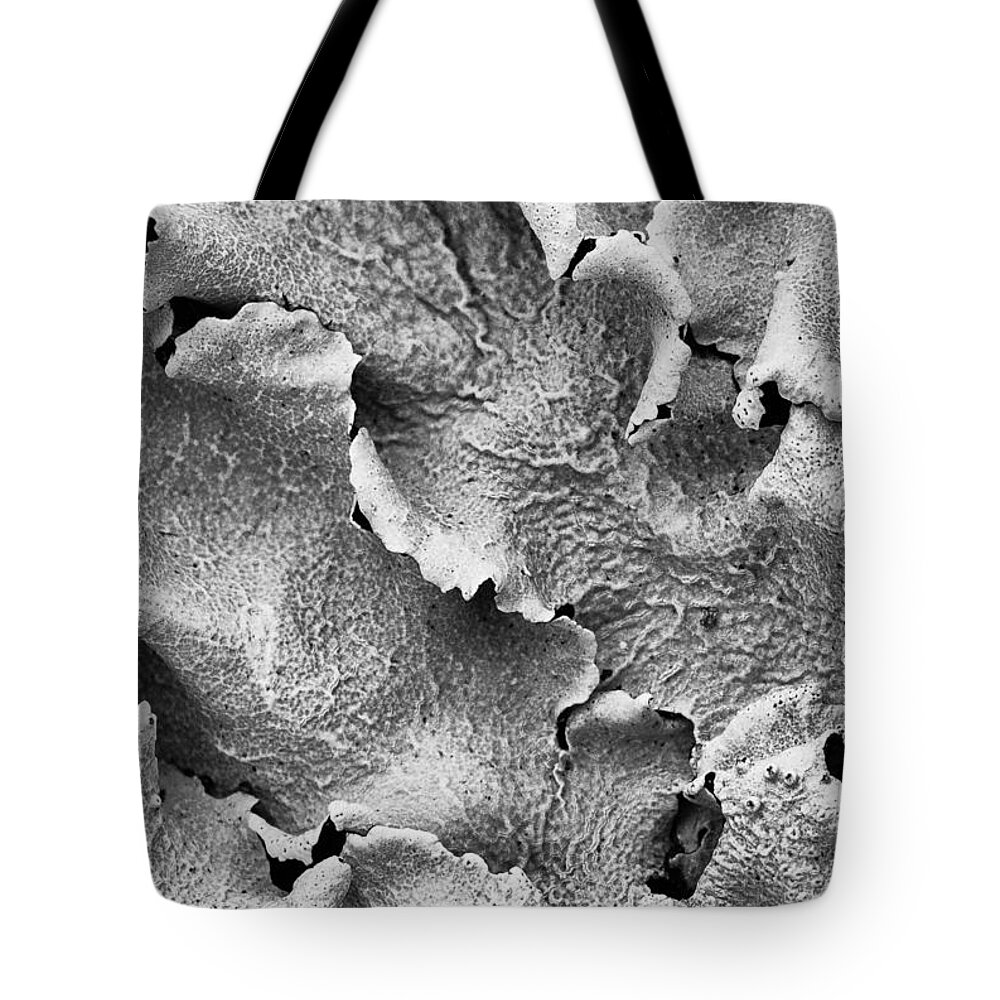 Hamukua Coast Tote Bag featuring the photograph Lichen by Georgette Grossman