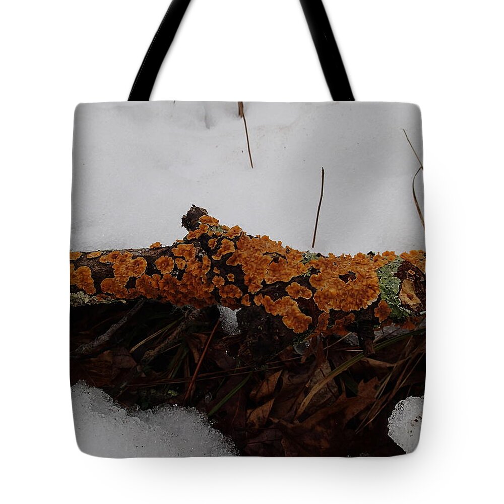 Nature Tote Bag featuring the photograph Lichen N'Snow by Robert Nickologianis