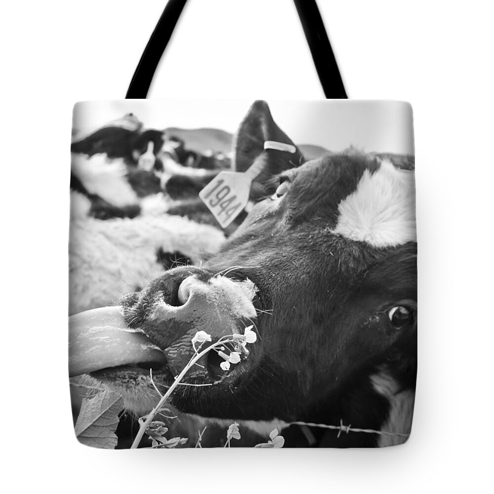 Cow Tote Bag featuring the photograph Licking The Picture Frame by Priya Ghose