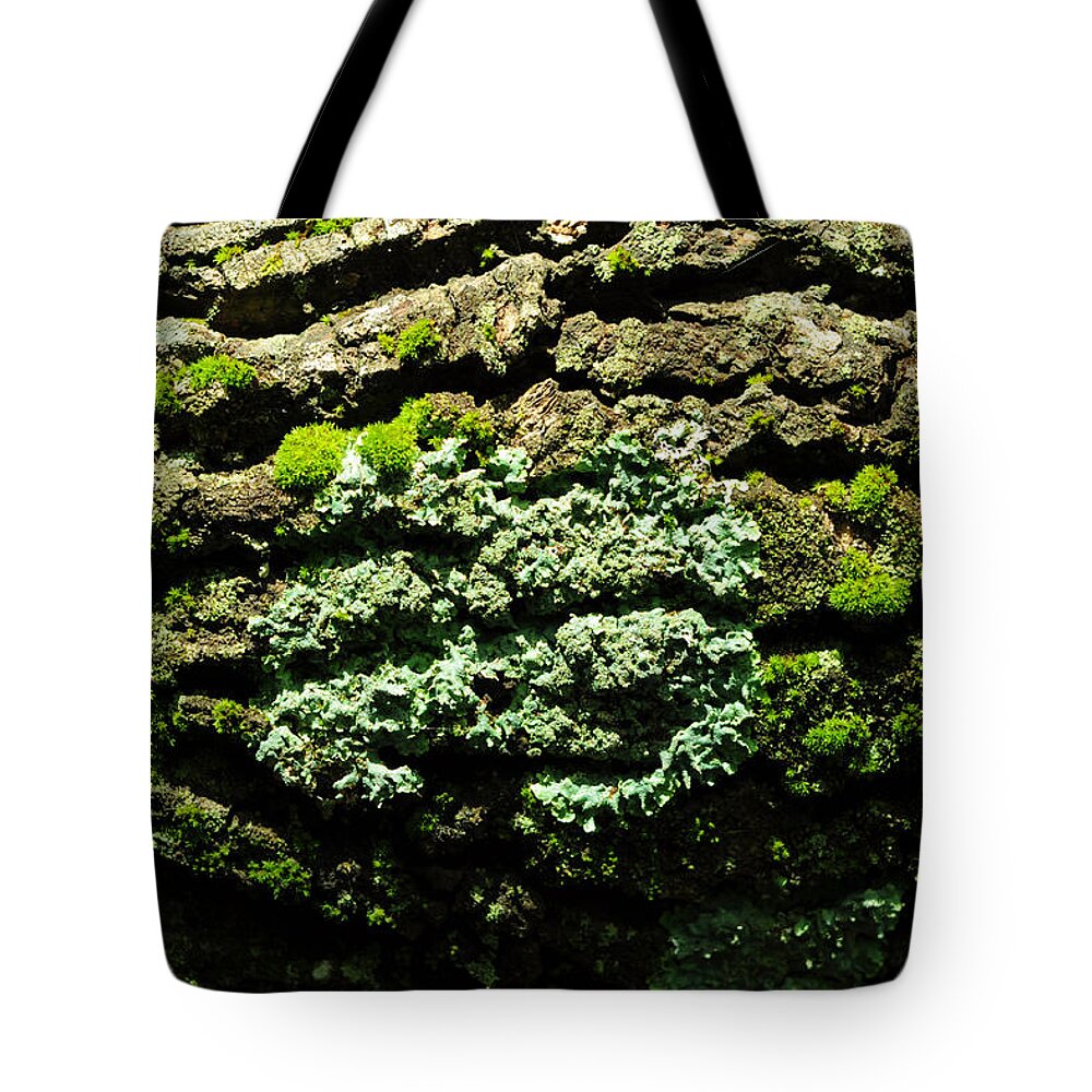 Ecosystem Tote Bag featuring the photograph Life After Life by Rebecca Sherman