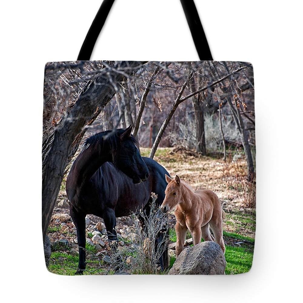 Horse Colt Black Buck Animals Equine Bishop Tote Bag featuring the photograph LIfe Lessons by Cat Connor
