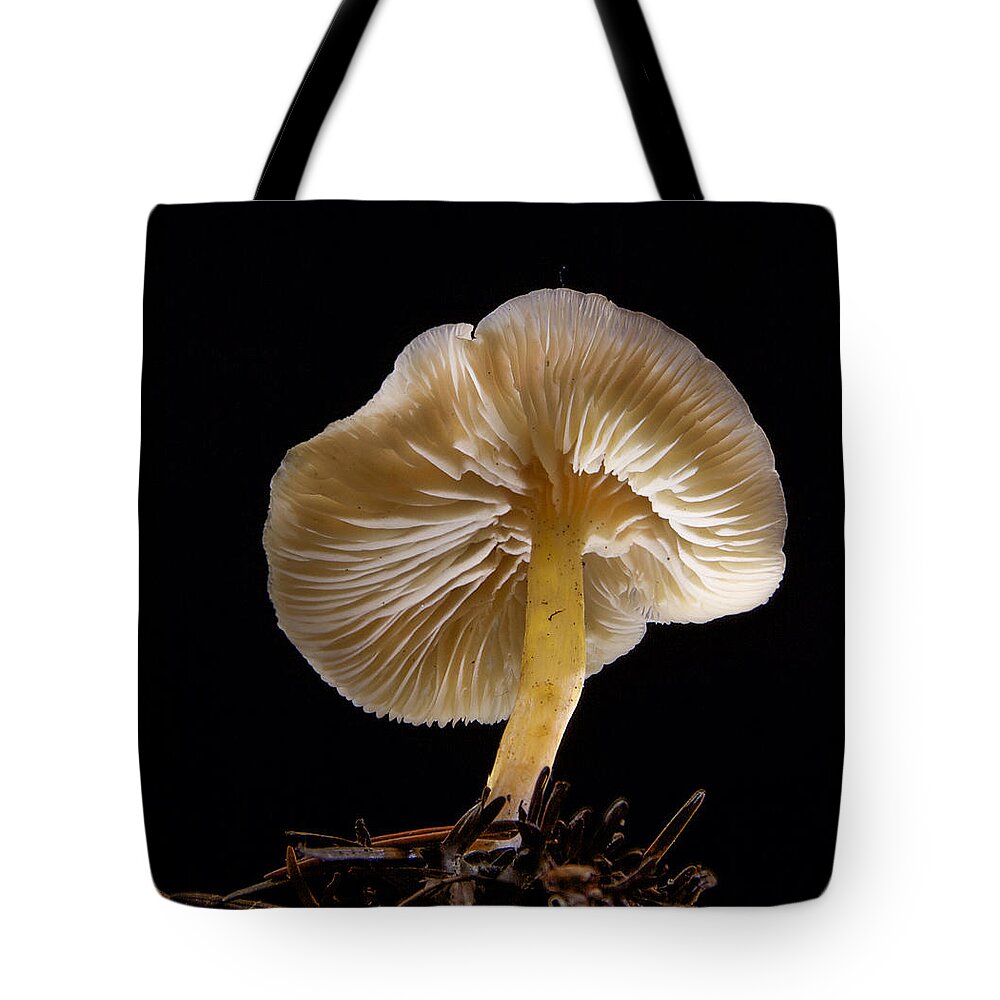 Lifting Her Skirt Tote Bag featuring the photograph Lifting her Skirt by Jean Noren