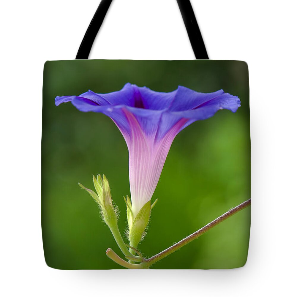 Morning Glory Tote Bag featuring the photograph Lightened by Jean-Pierre Ducondi